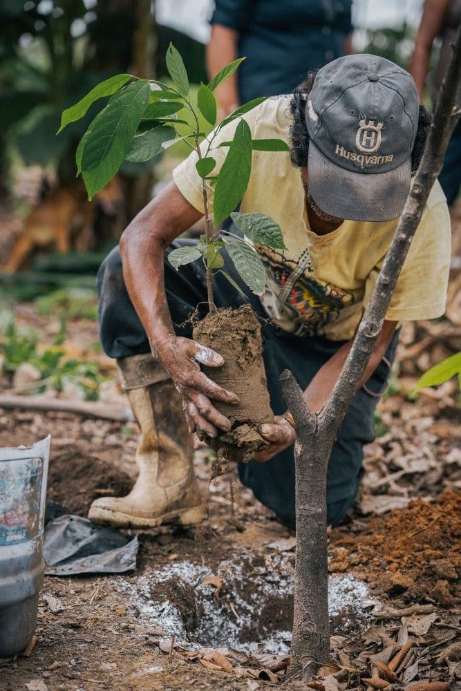 Plantation d'un jeune arbre fruitier sur la parcelle Biotiful